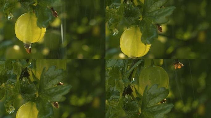 雨中成熟的醋栗产地基地产业种植灯笼果浆果