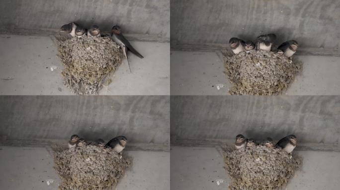 五只幼仔雏燕等妈妈喂食