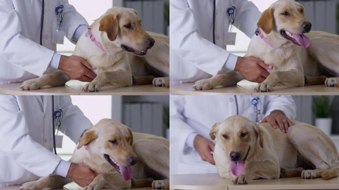 兽医给狗做检查宠物医院宠物诊所给宠物检查