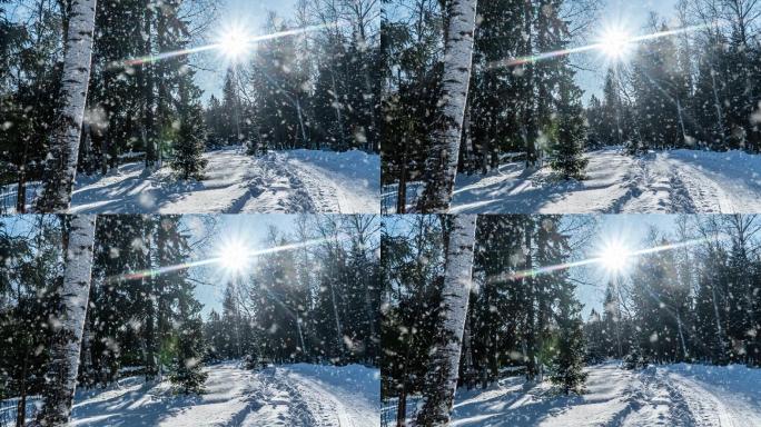 冬日大雪下的森林太阳雪雪地落雪