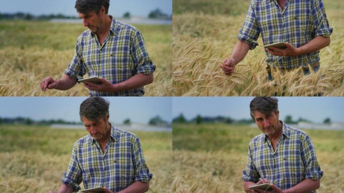 农场主检查麦田小麦穗的质量