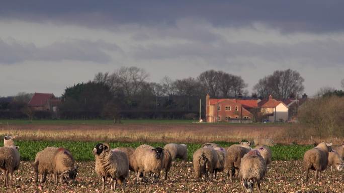 英国晨光下农场的绵羊
