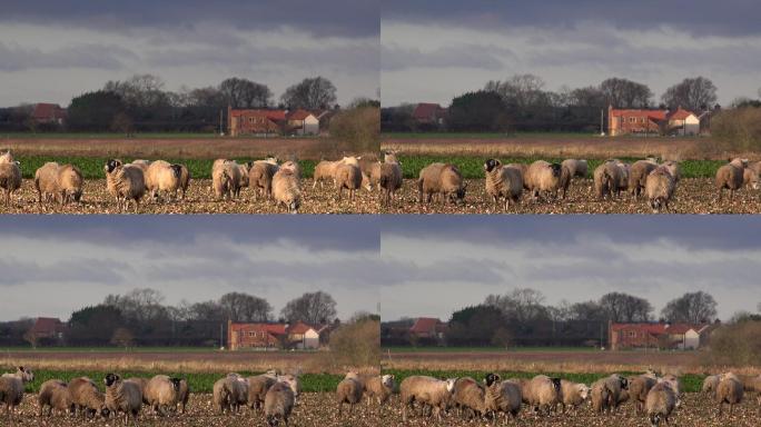 英国晨光下农场的绵羊