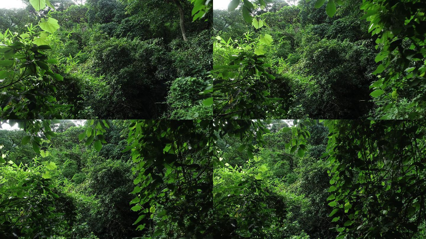 夏季热带森林热带雨林原始森林雨林丛林