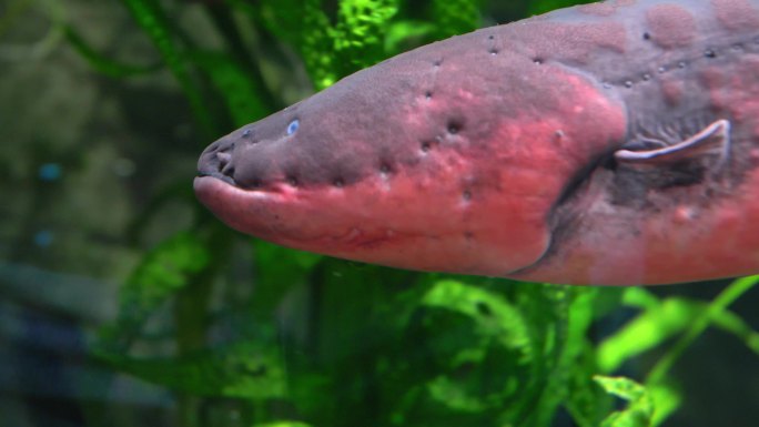 电鳗特写南美洲实拍视频水底鱼类