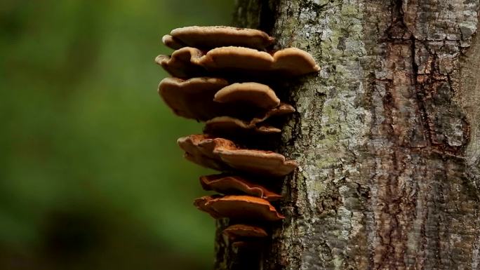 阳光明媚的森林里的野生蘑菇