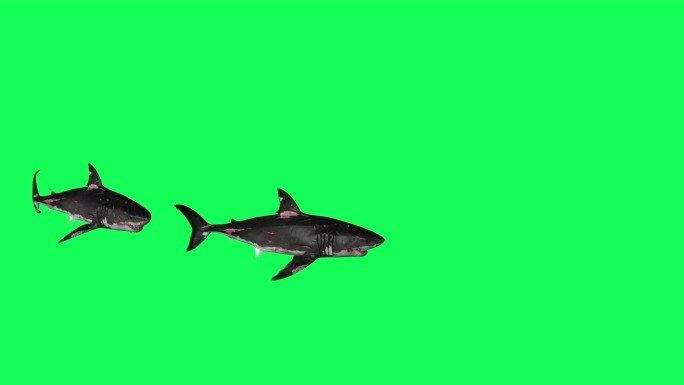 鲨鱼在绿色屏幕前旋转