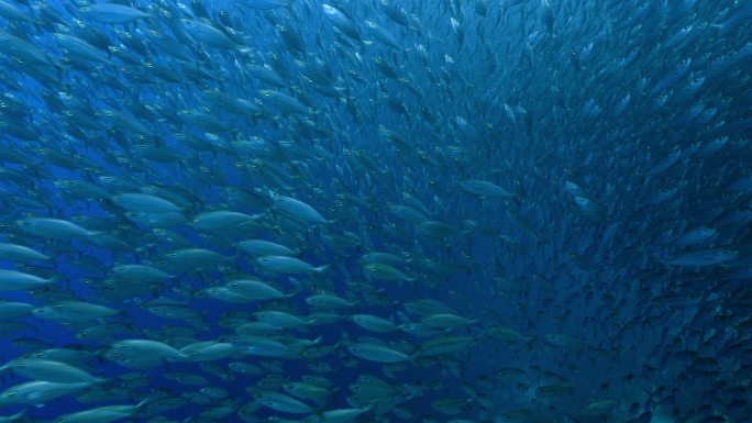 加勒比海库拉索岛海底鱼群大海洋生物大自然
