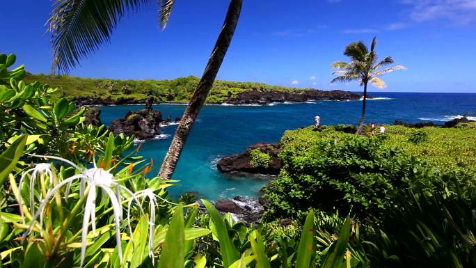 夏威夷毛伊岛有棕榈树