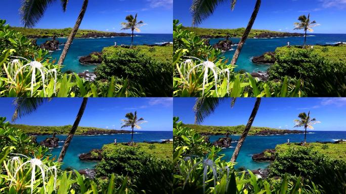 夏威夷毛伊岛有棕榈树