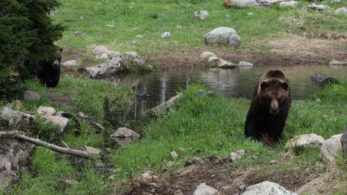 灰熊国家森林公园自然保护区