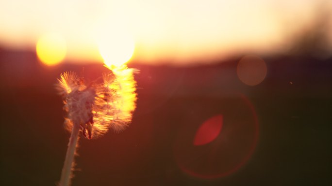 金色的夕阳下，蒲公英的种子被风吹走