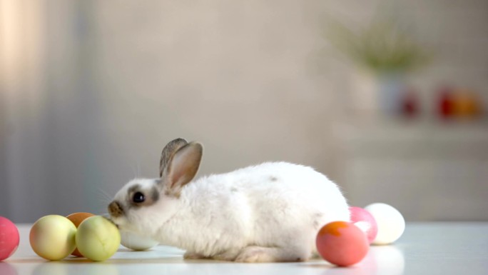 毛茸茸的兔子在桌子上玩彩蛋