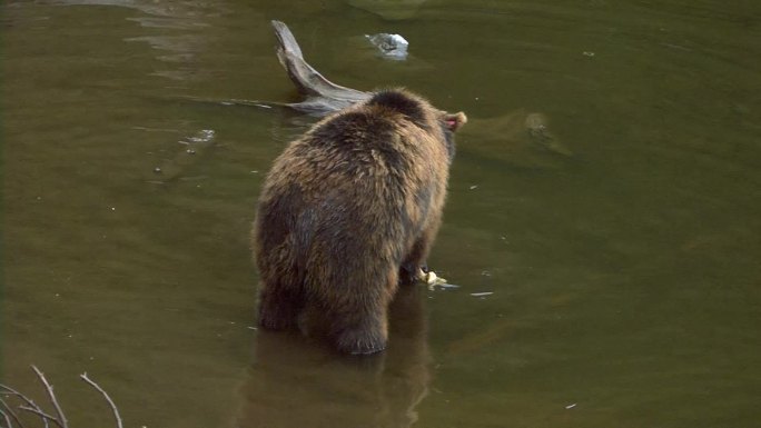 水中的熊突然转过身。