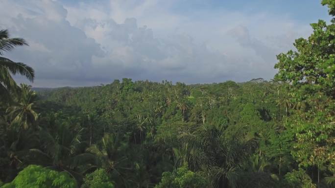 巴厘岛乌布丛林景观