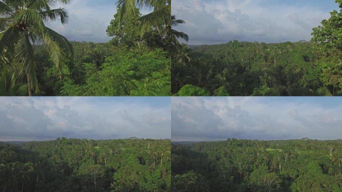 巴厘岛乌布丛林景观
