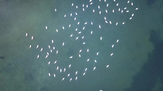 野生粉色火烈鸟从湖水中起飞并飞翔