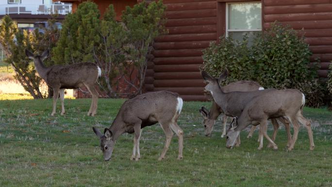 鹿在住宅前院觅食牲畜畜生吃草