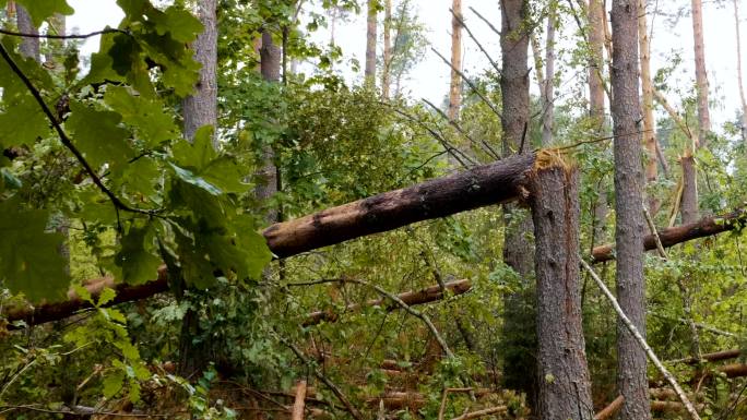 强飓风过后的森林树木松科毁坏