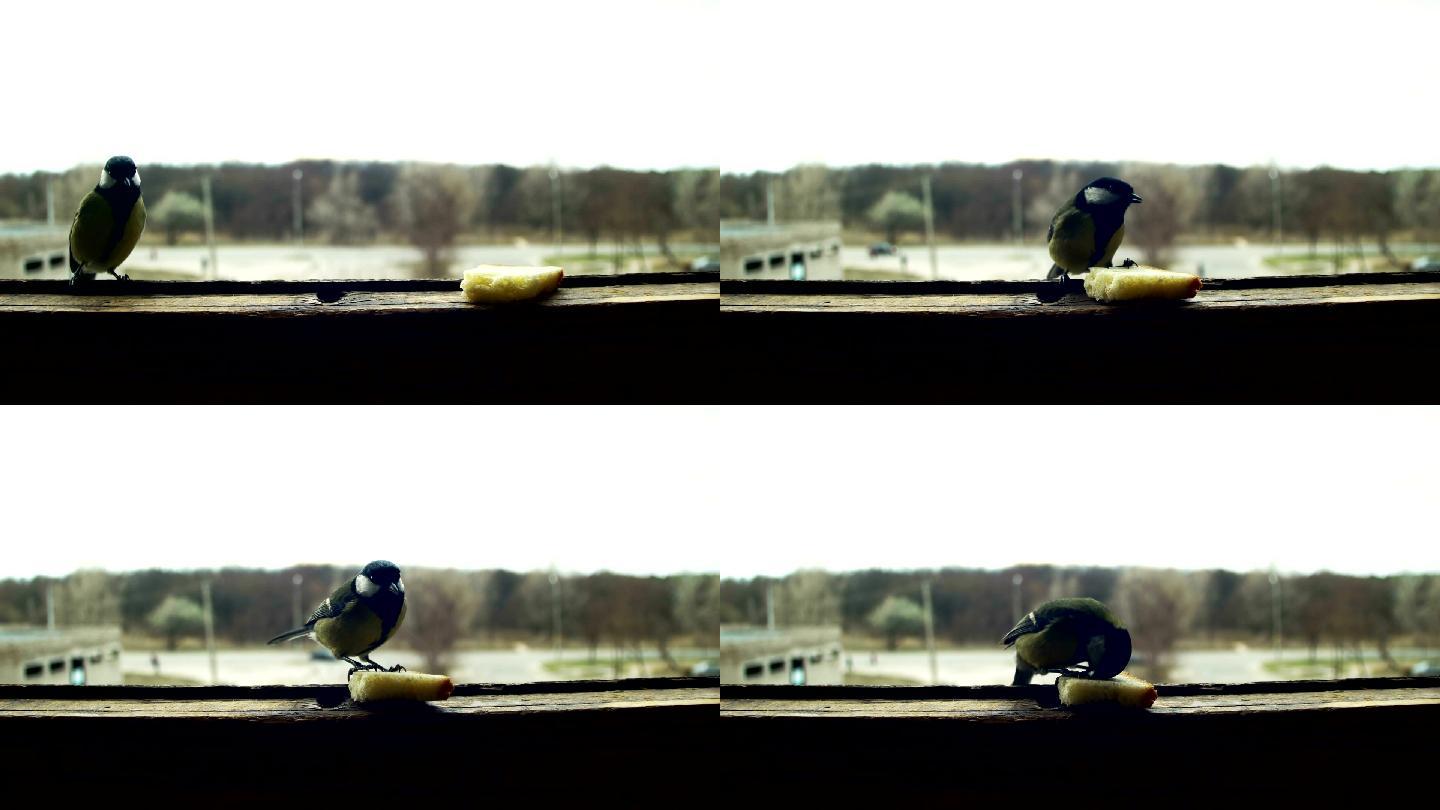 山雀在木窗台上吃面包