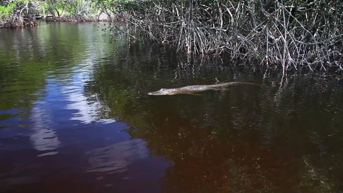 大沼泽地红树林中的鳄鱼