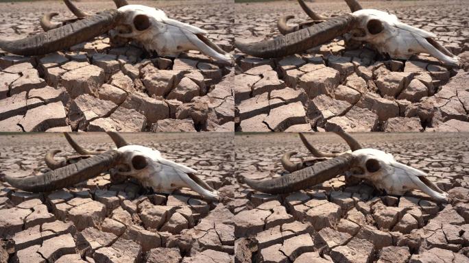 颅骨在地面上地表干涸裂纹温室效应气候变化