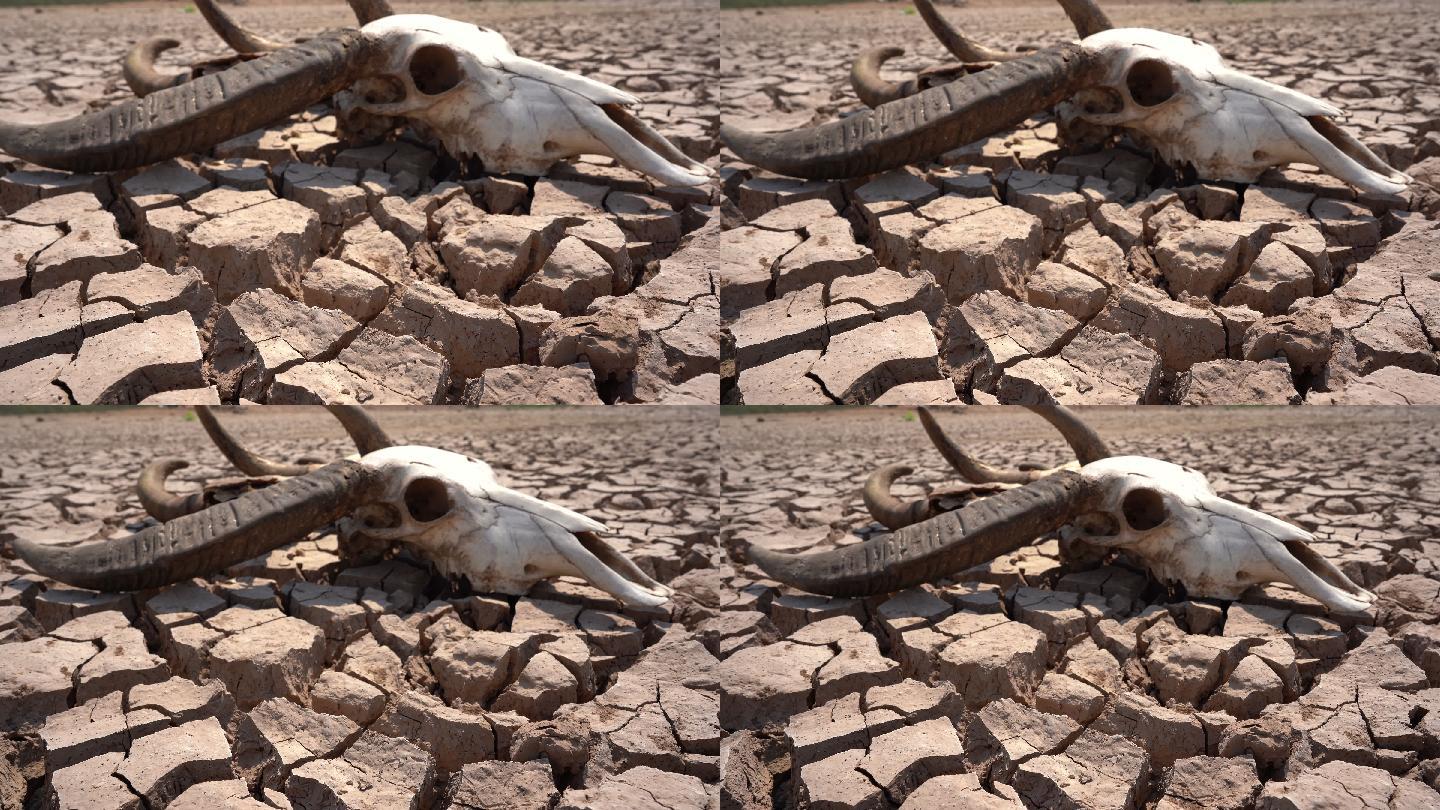 颅骨在地面上地表干涸裂纹温室效应气候变化