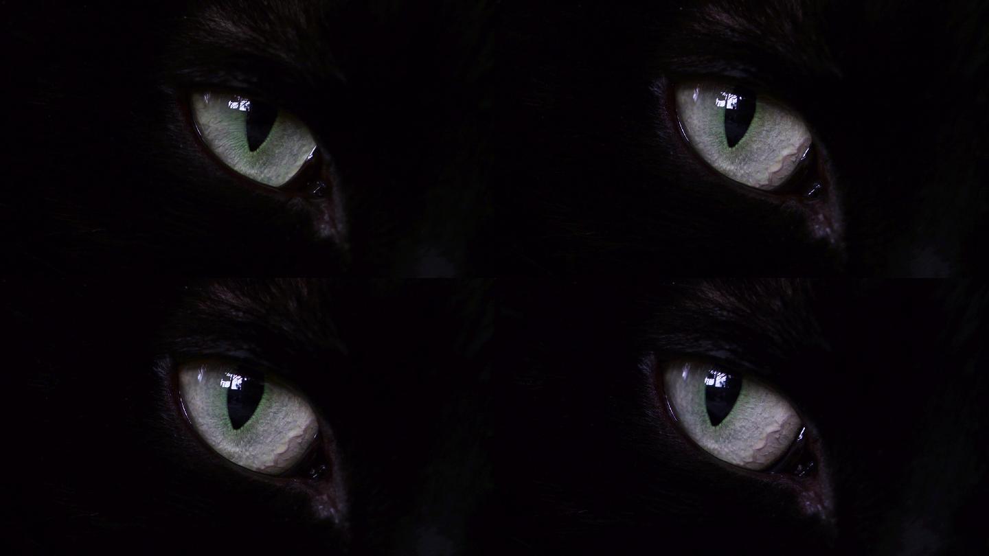 黑猫眼睛特写神秘