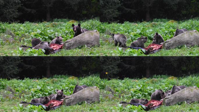 饥饿的棕熊觅食捕猎自然风景大自然
