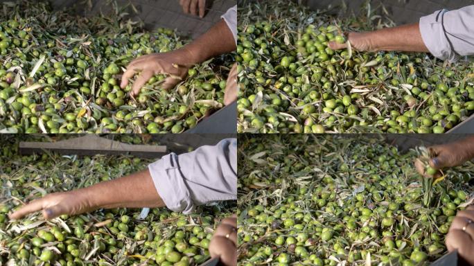 农民们亲手检查采摘的橄榄