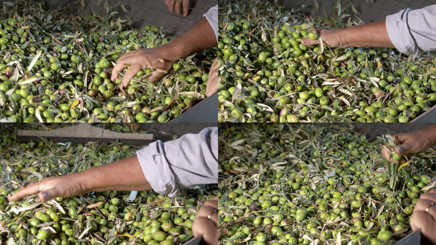 农民们亲手检查采摘的橄榄