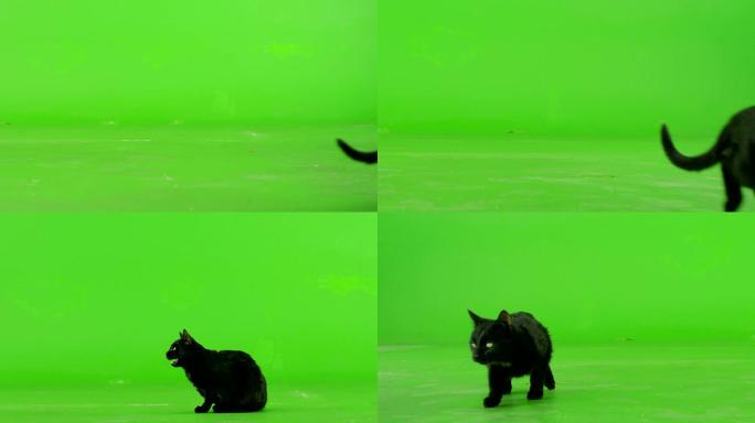 黑猫在绿色屏幕上行走