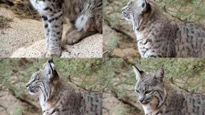 山猫兔狲哺乳动物肉食性