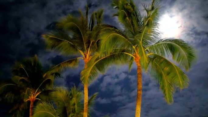 一棵椰子树在风中摇曳着树枝