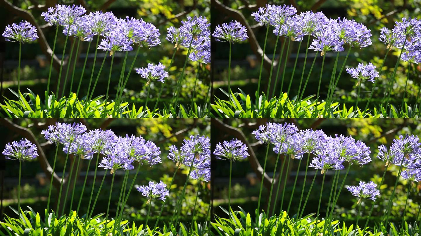 蓝色花朵花海春天百花绽放唯美樱花植物