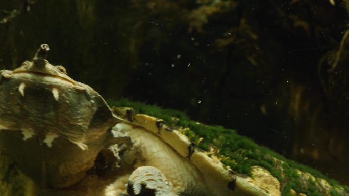 亚马逊水龟的头部特写