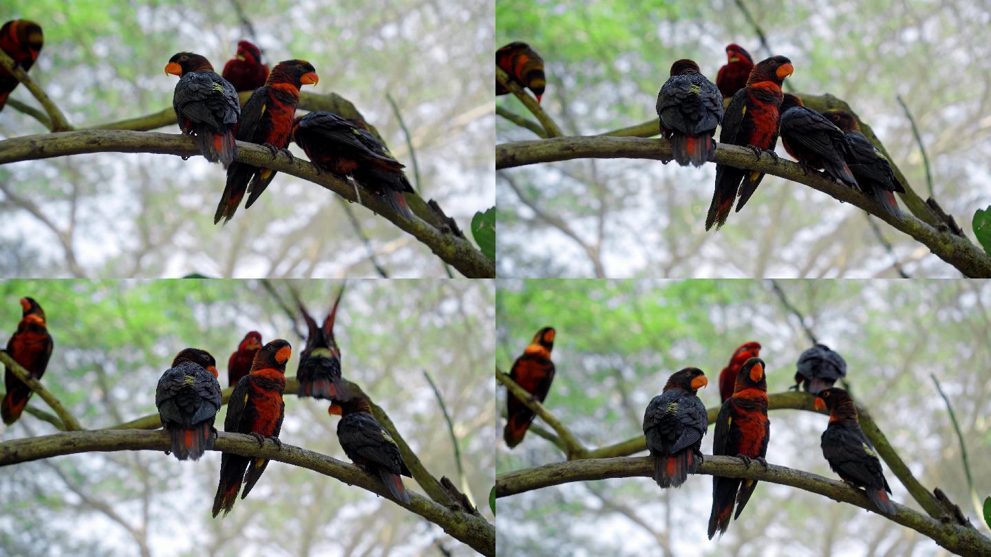 一群鹦鹉坐在树枝上