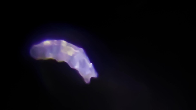 发光的缓步虫（又名水熊）显微镜