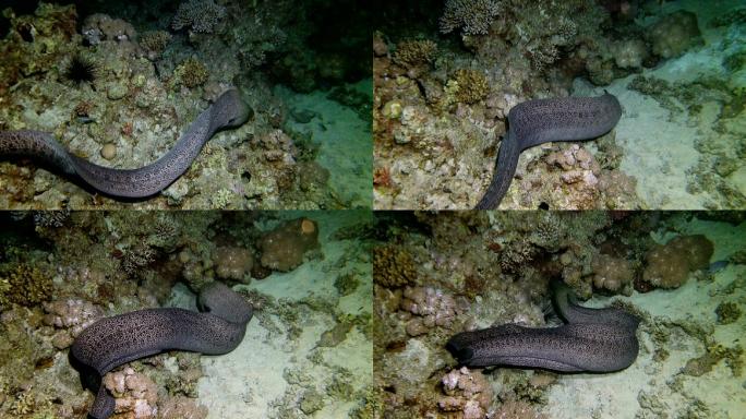 海底的巨型海鳗珊瑚红色野生动物