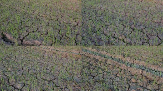 水稻秧苗干燥枯死干旱大自然灾害水稻旱死