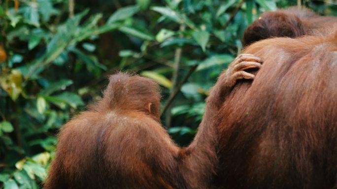 婆罗洲猩猩红毛猩猩红猩猩印尼野外丛林
