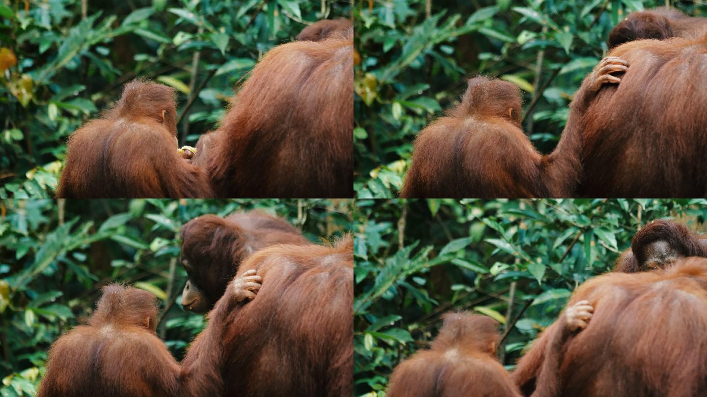 婆罗洲猩猩红毛猩猩红猩猩印尼野外丛林