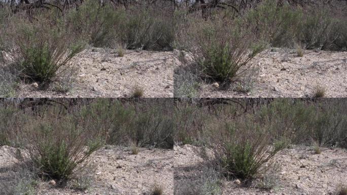 沙漠灌木沙砾植被防护