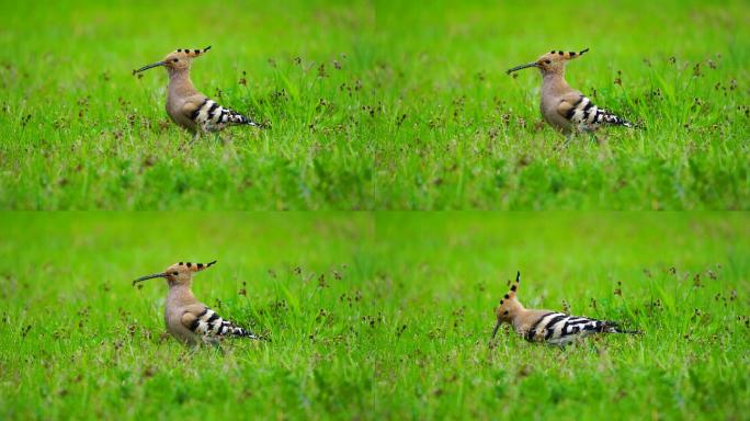 在绿色草地上觅食的欧亚胡珀鸟