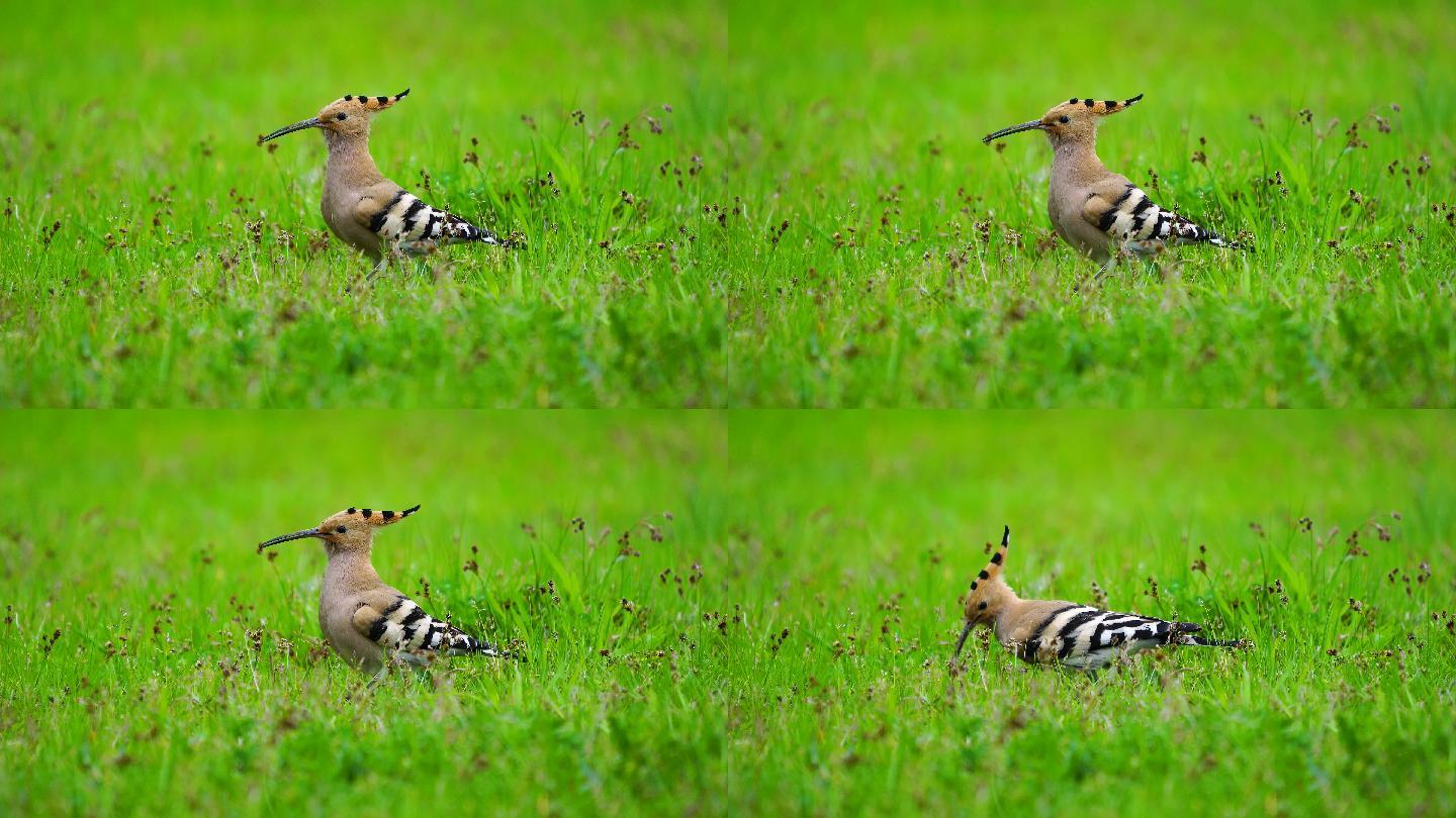 在绿色草地上觅食的欧亚胡珀鸟