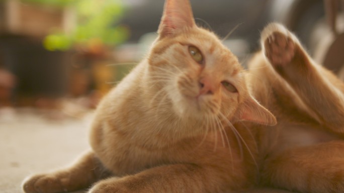 家养姜猫在挠耳朵小猫猫咪挠痒宠物猫