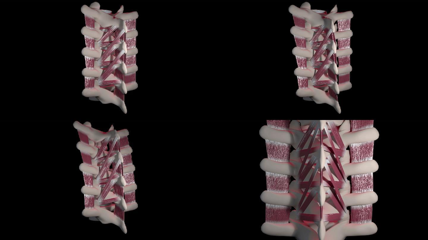 腰椎段的3D动画