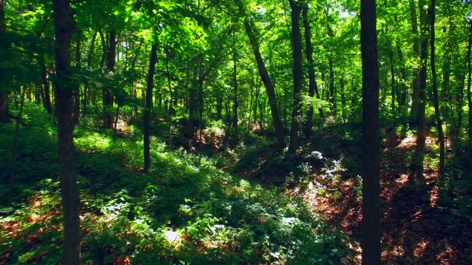 走进美丽的森林丛林幽静的树林生态环境