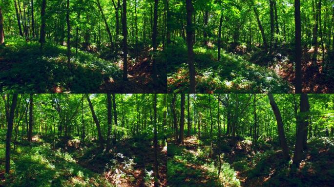 走进美丽的森林丛林幽静的树林生态环境
