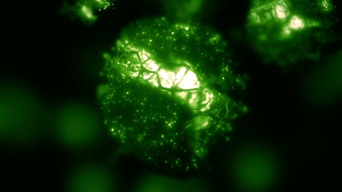 太阳能为绿色蓝藻细胞循环提供燃料